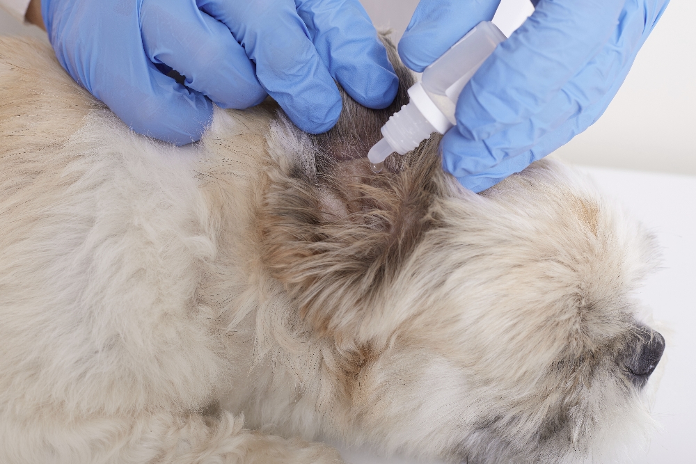 Deworming Treatment