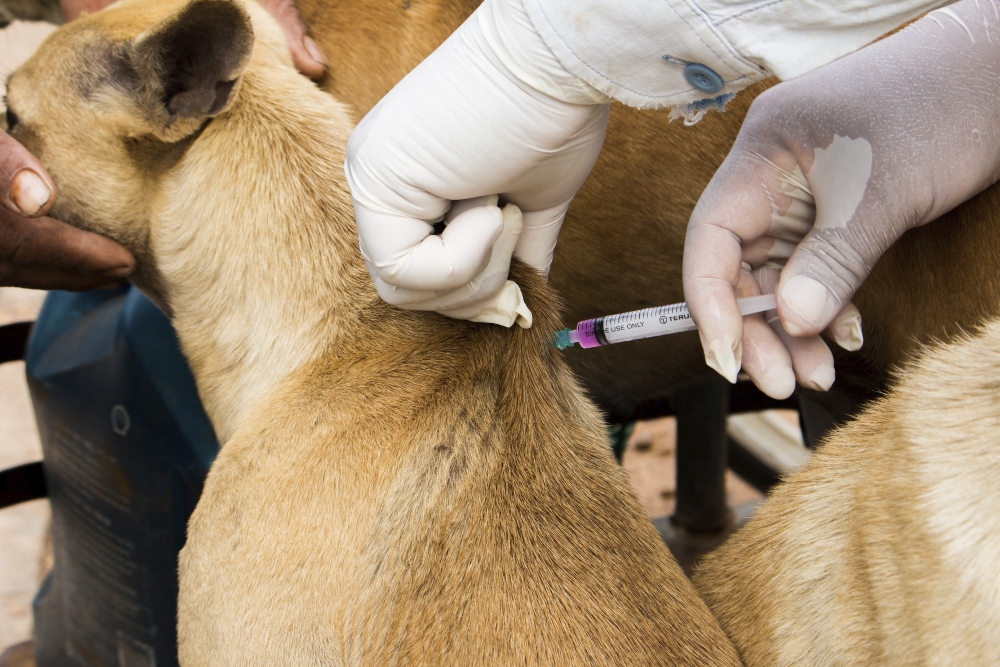 Deworming Treatment