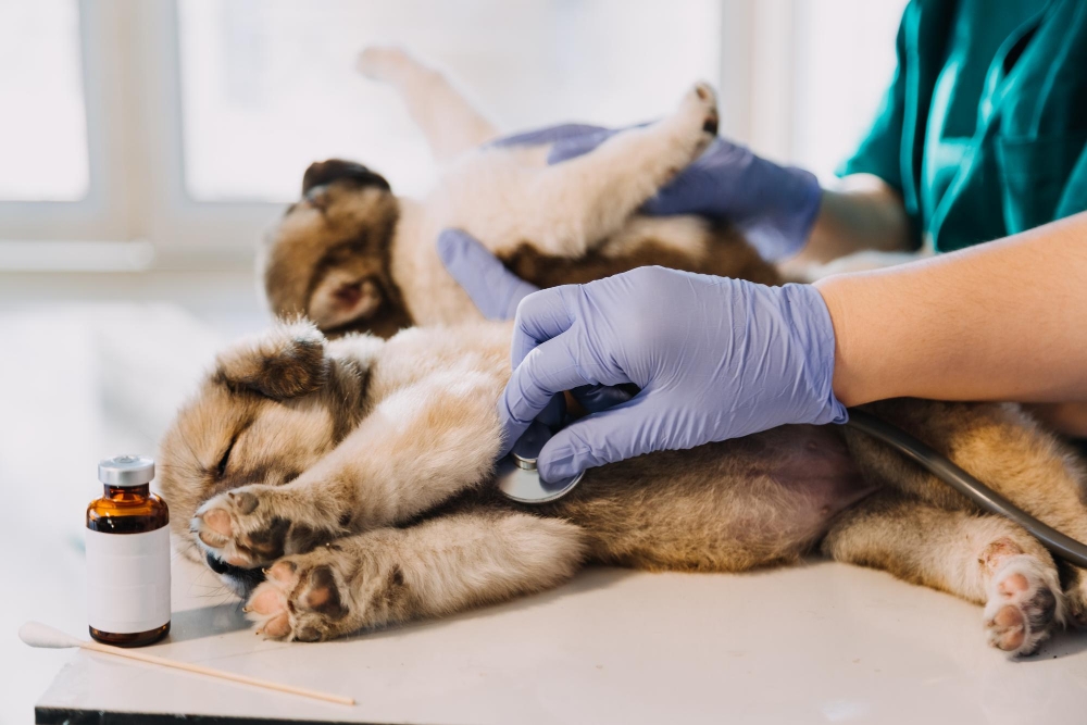 Pet Hospitalization