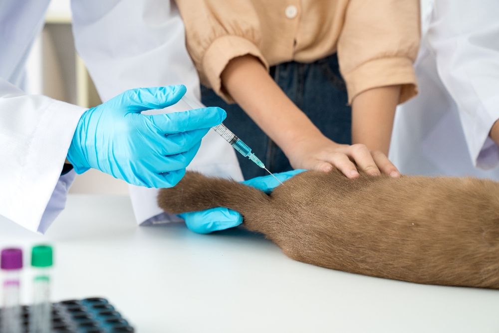 Pet Vaccinations-3