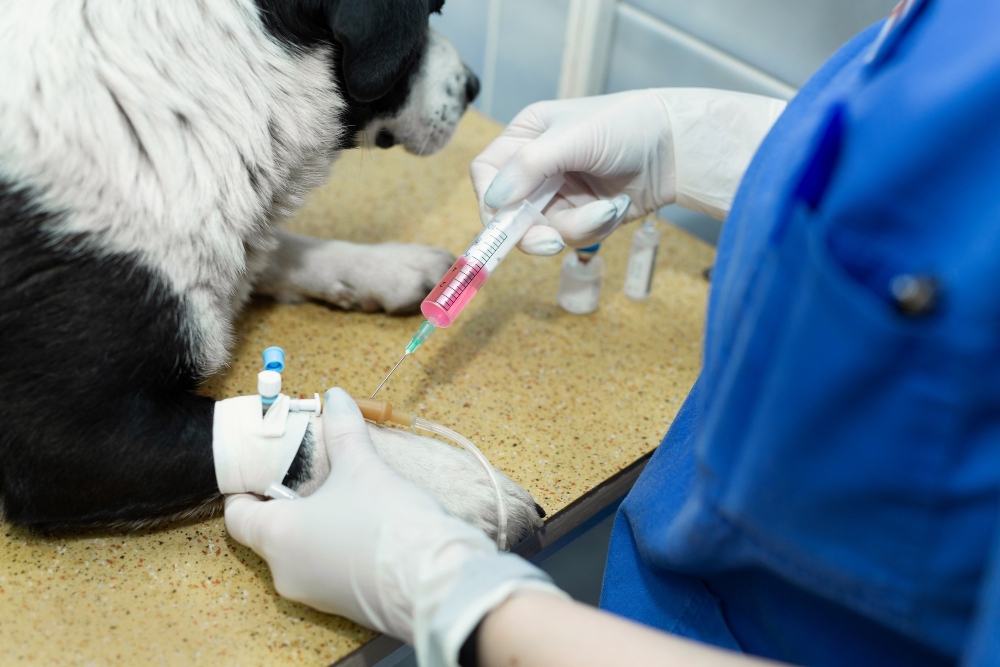 Rabies Serology Test