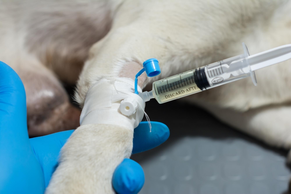 Rabies Serology Test