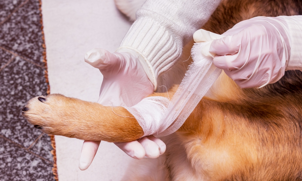 Soft Tissue Surgeries