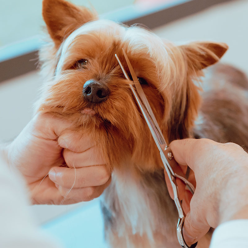 dog-grooming-2