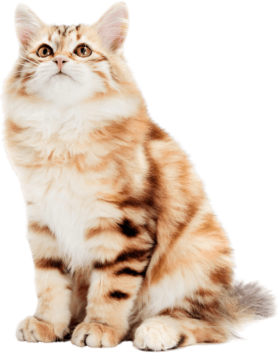 review-bg-cat