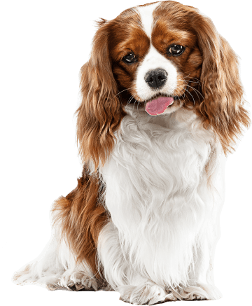 review-bg-dog