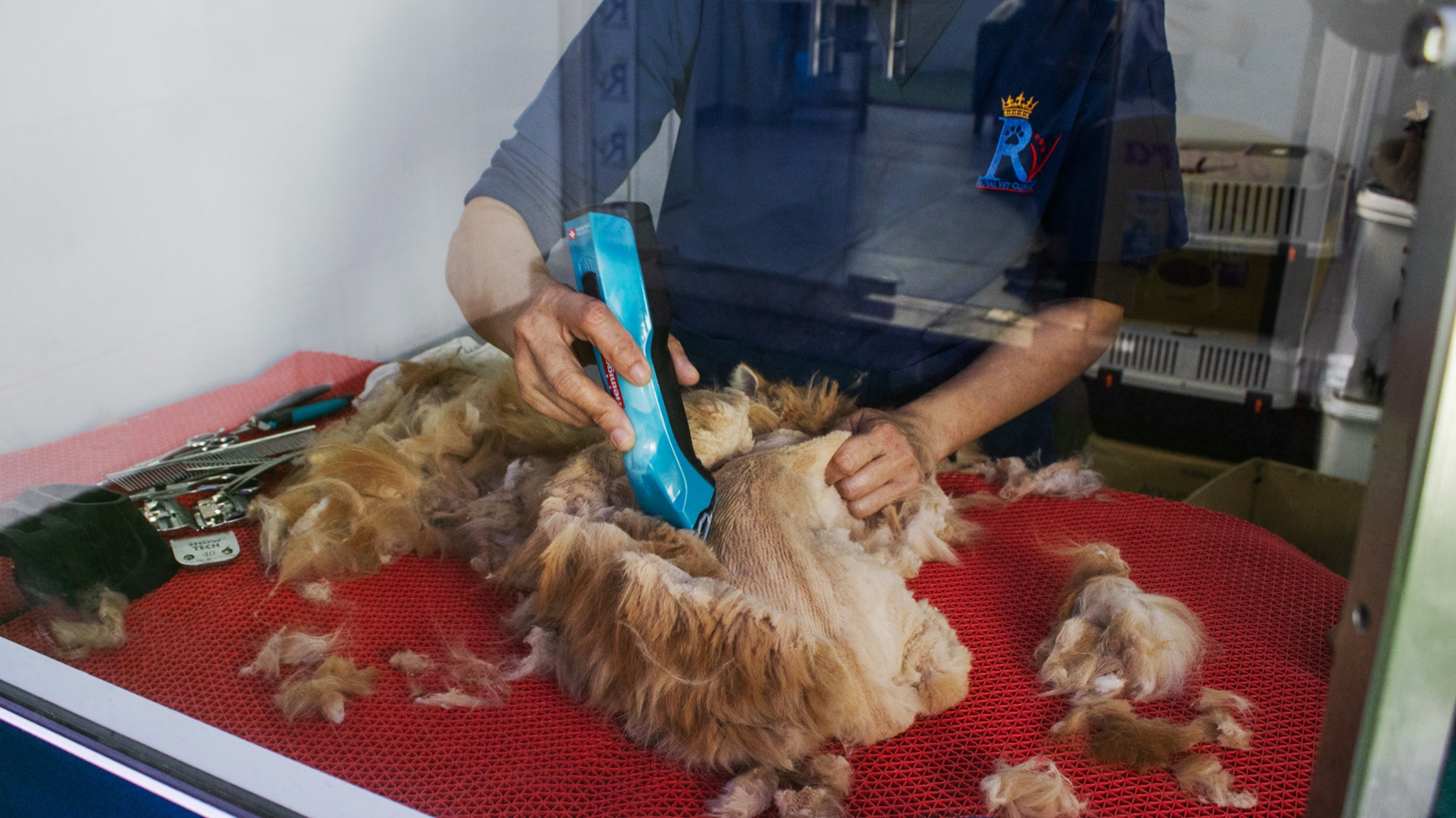 Grooming(1)