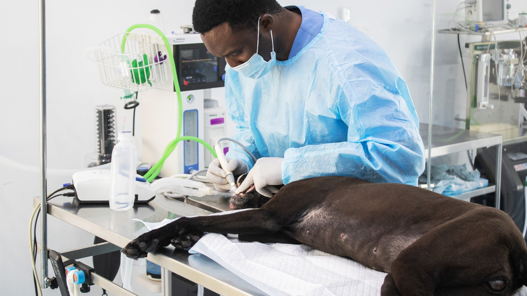 Pet Dental 1