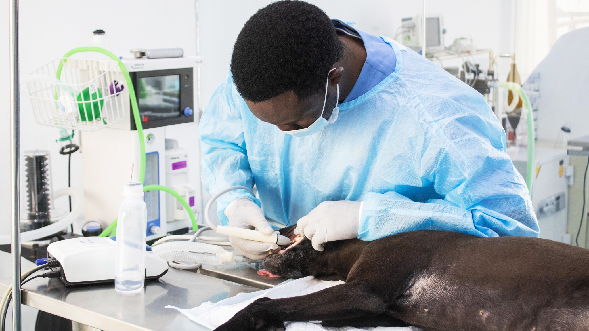 Pet Dental