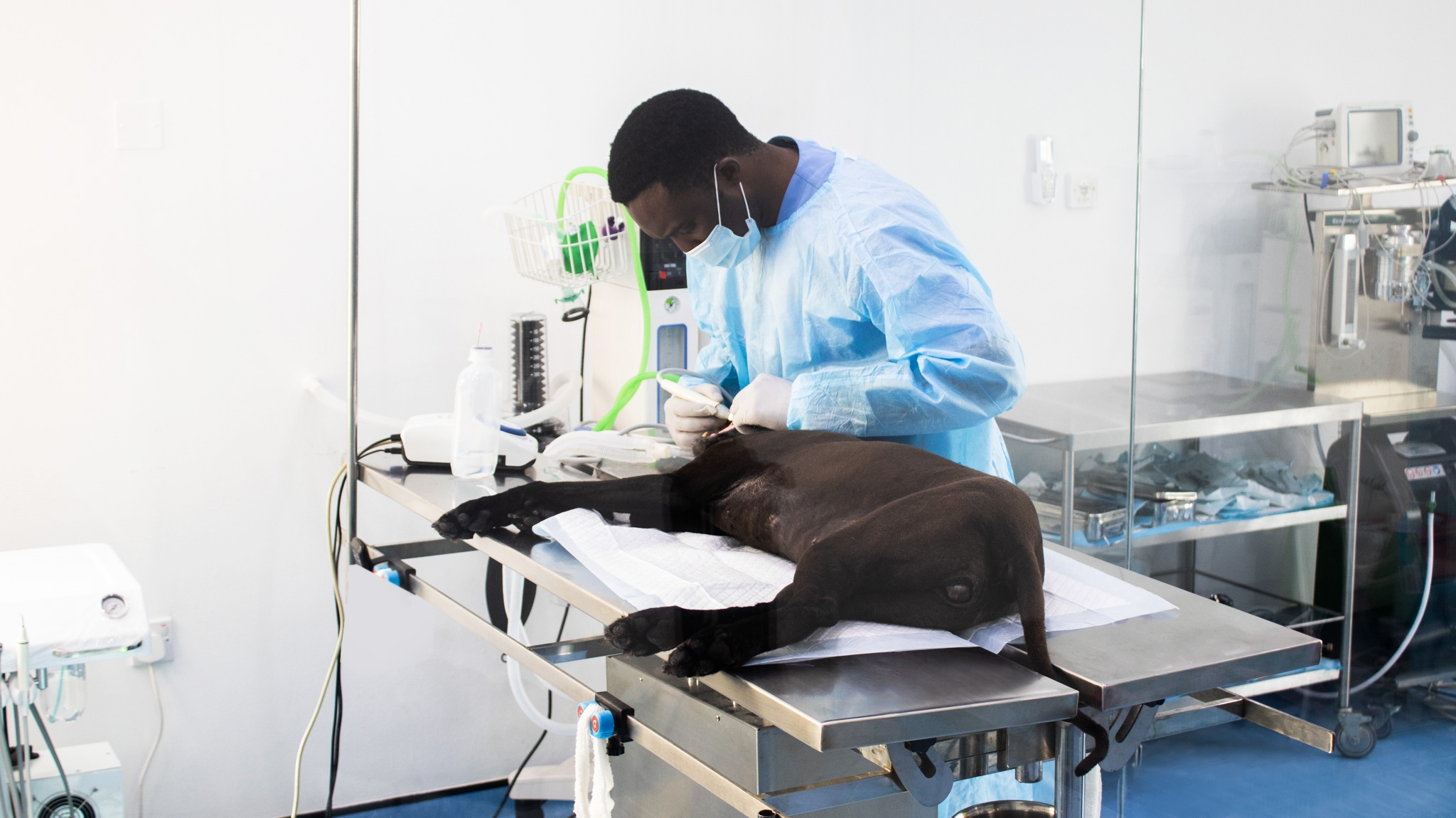 Pet Dental care