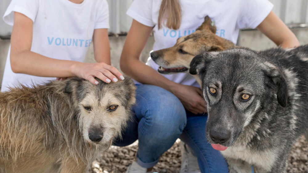 rescue-img
