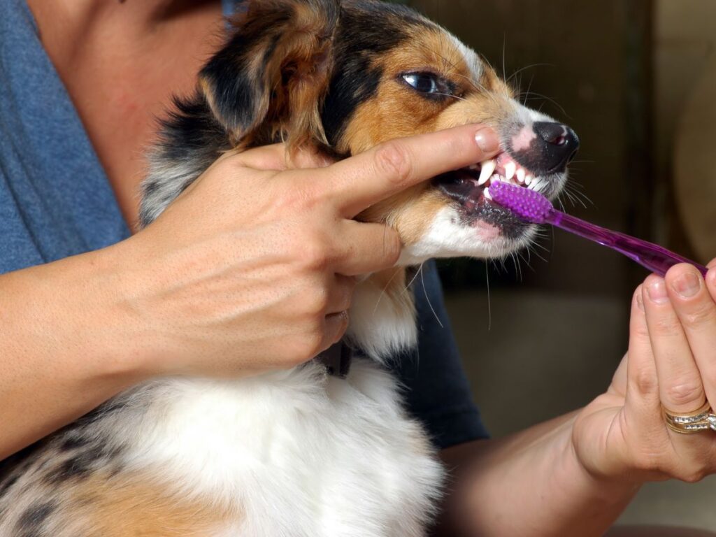 Dental Care Pet