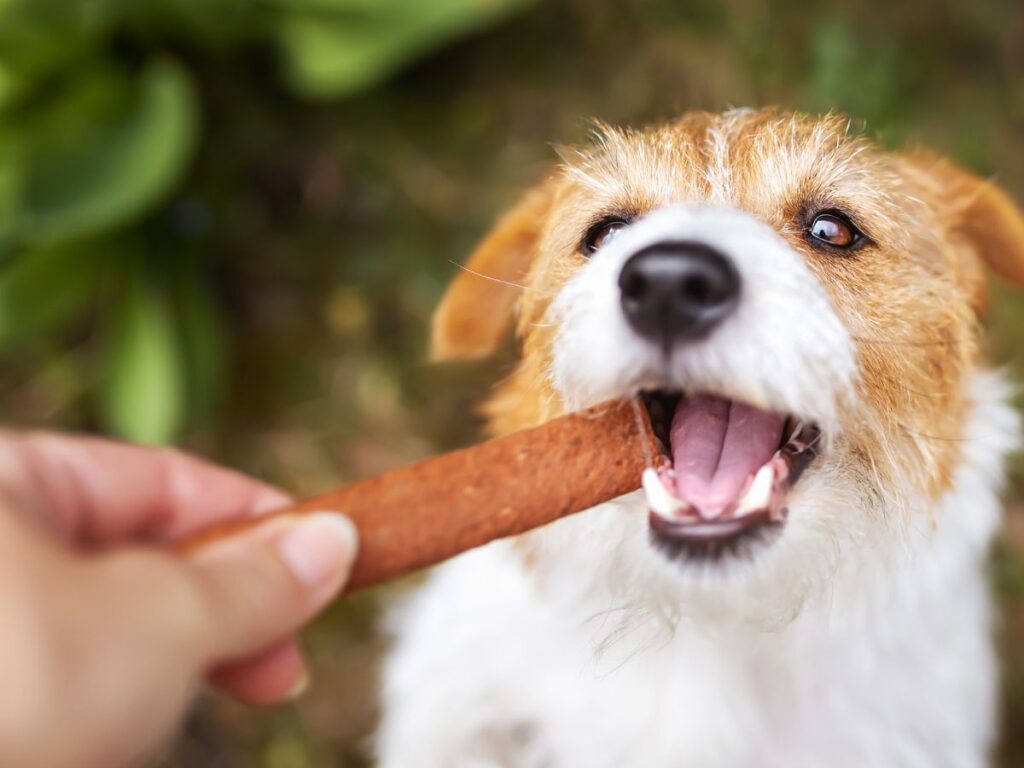 Pet Dental Care Service