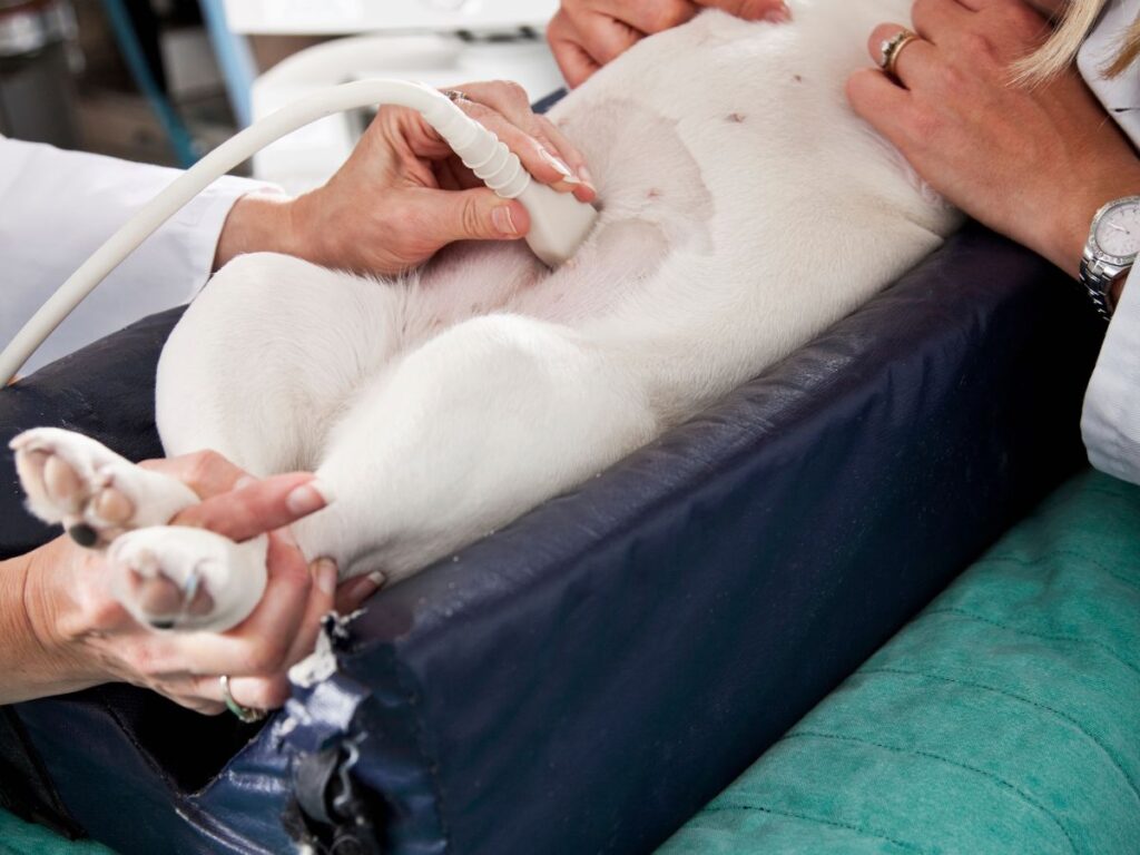 Pet Ultrasound