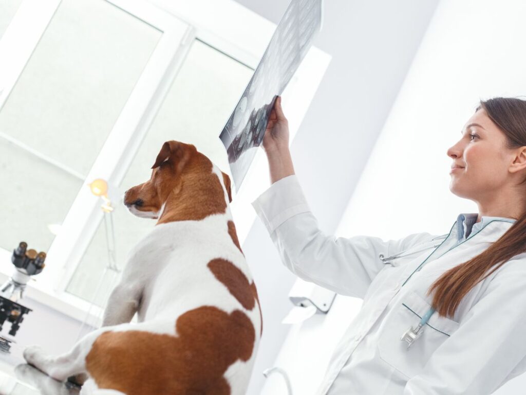 Pet X Ray