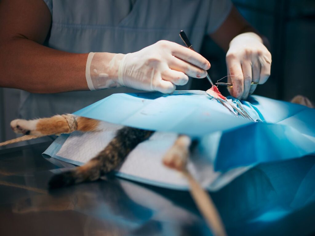 Soft Tissue Surgery