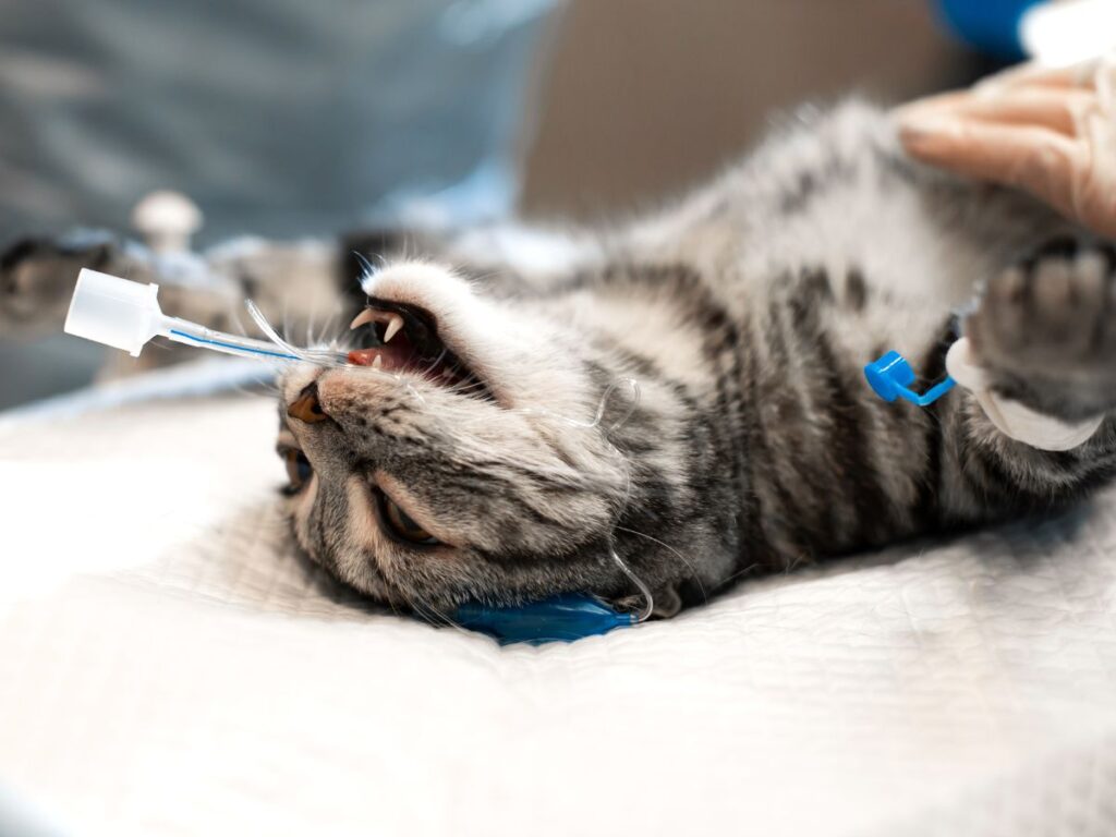 Soft Tissue Surgeries for Pets
