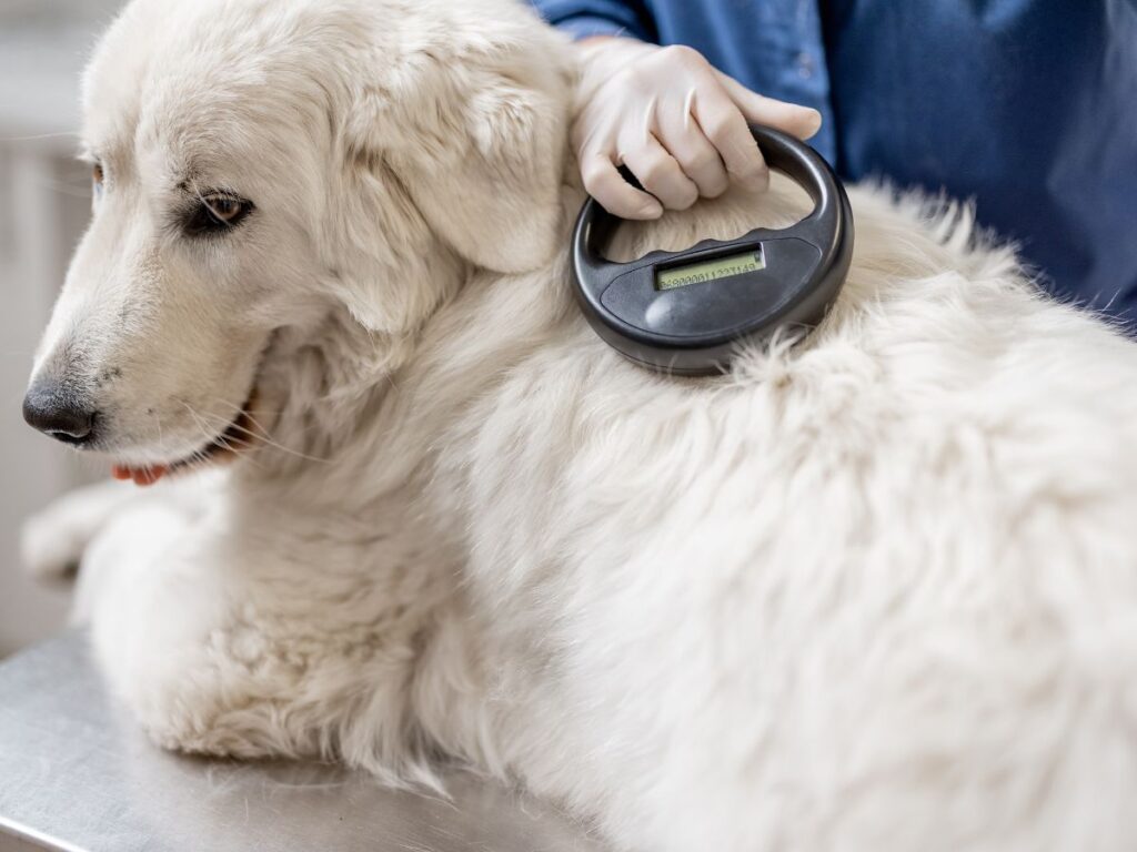 Pet microchips in Doha