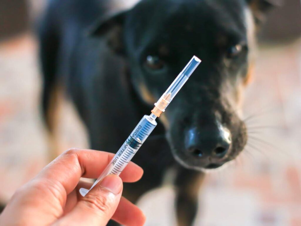 Rabies Serology Test